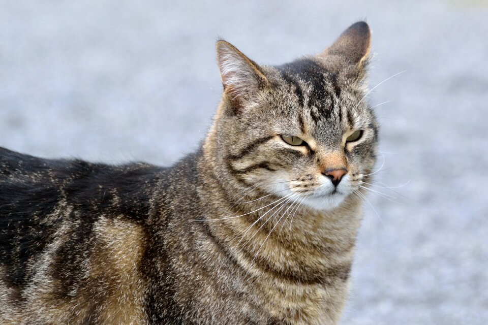 Tabby animal portrait