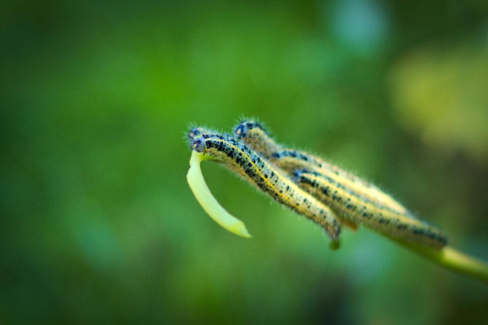 Cabbage white caterpillar green close up