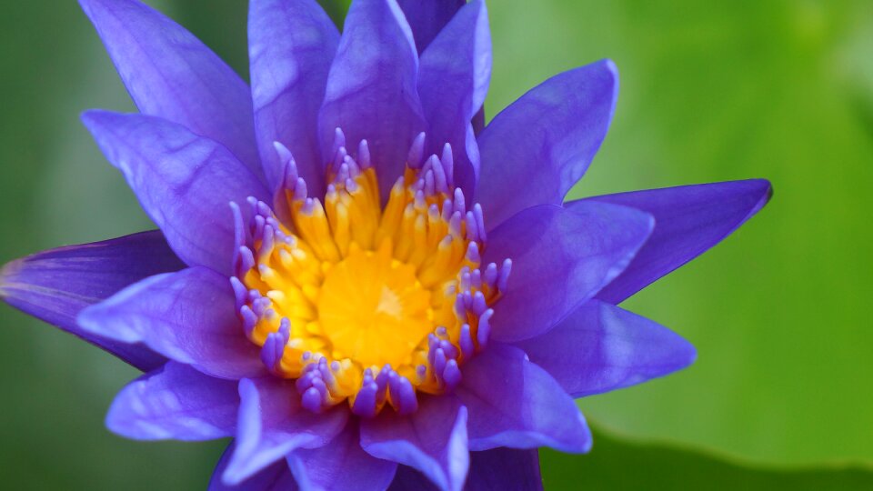 Lily blue purple pistil yellow photo