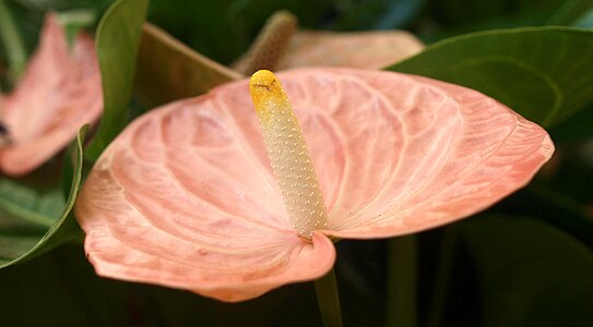 Flower flora desktop photo