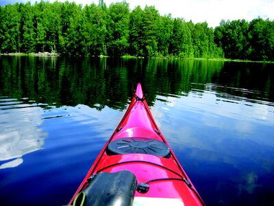 Forest finnish summer photo