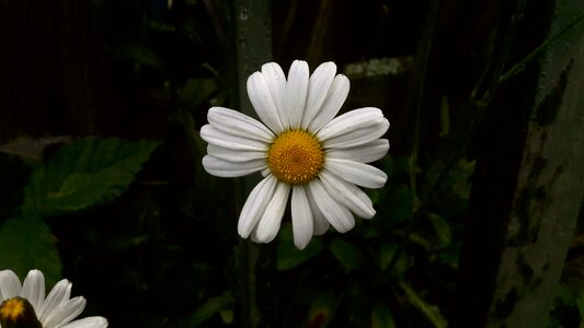 Vitgul flower summer
