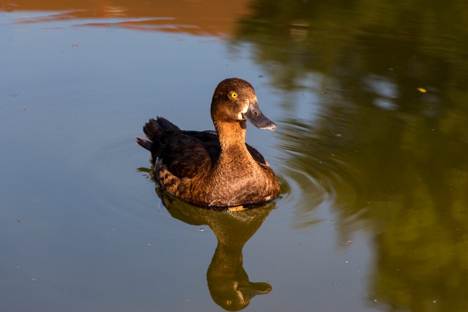 Water water bird bird
