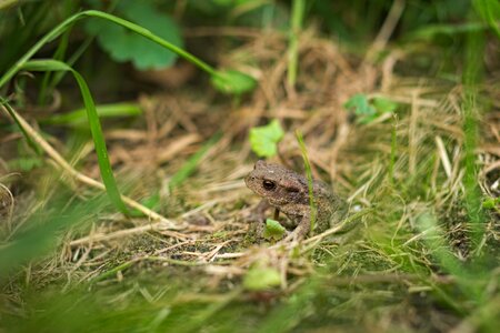 Small grass frog photo