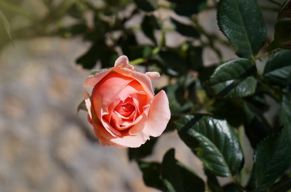 Beauty love natural