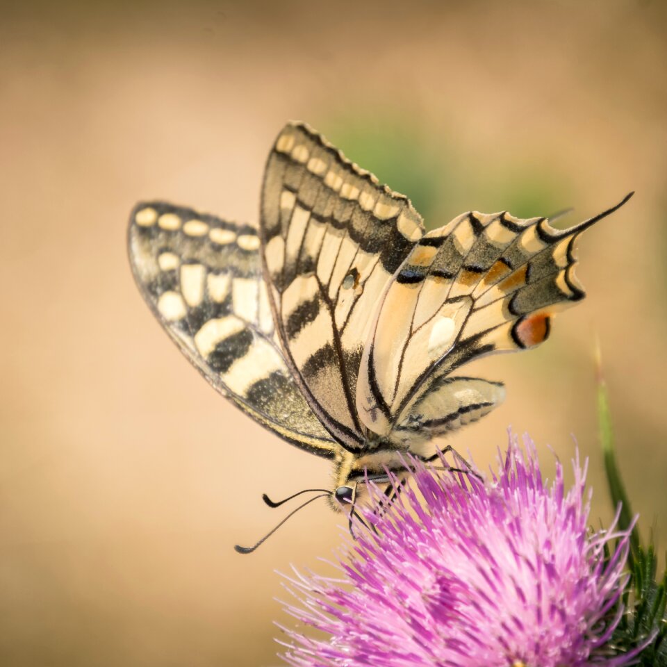 Flower wing brown butterfly