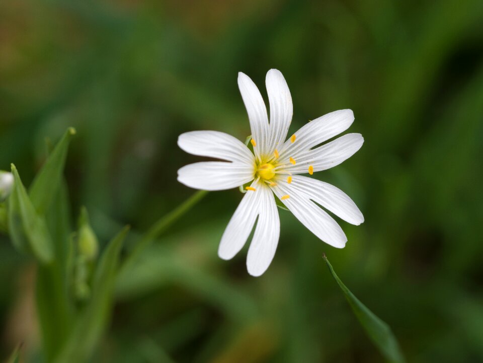 Wild flower at the wayside close up photo