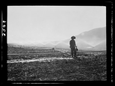 The Keren Hayesod. Agricultural Colonies on Plain of Esdraelon 'The Emek.' Artificial rain on the plain of Jezreel. A series of sprays from irrigating pipes LOC matpc.15223
