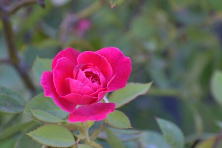 Rose flower magenta photo