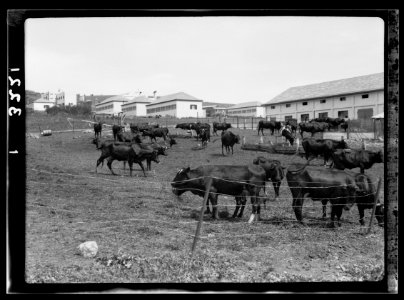 The Keren Hayesod. Agricultural Colonies on Plain of Esdraelon 'The Emek.' Ein Harod, cattle & dairy barns LOC matpc.15232
