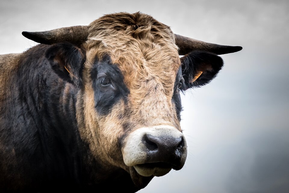 Livestock bull aubrac