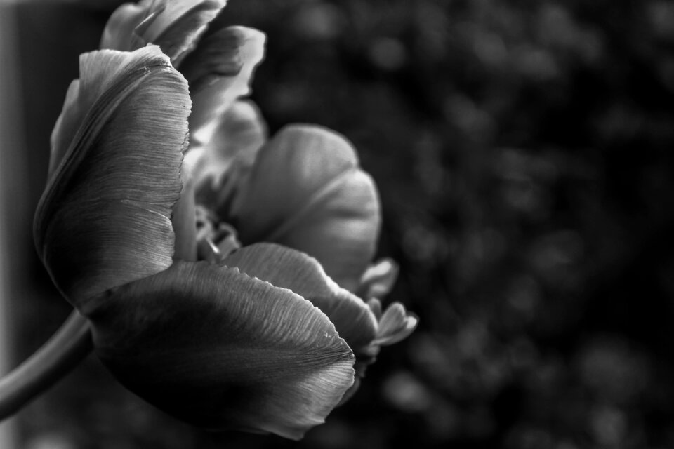 Flower black white Free photos