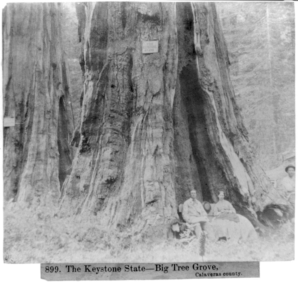 The Keystone State - Big Tree Grove, Calaveras County LCCN2002722219