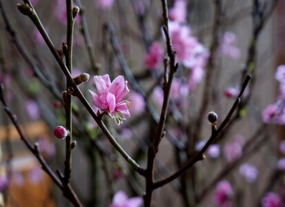 Spring tet viet vietnam photo