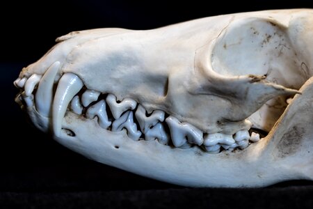 Fuchs head skull photo