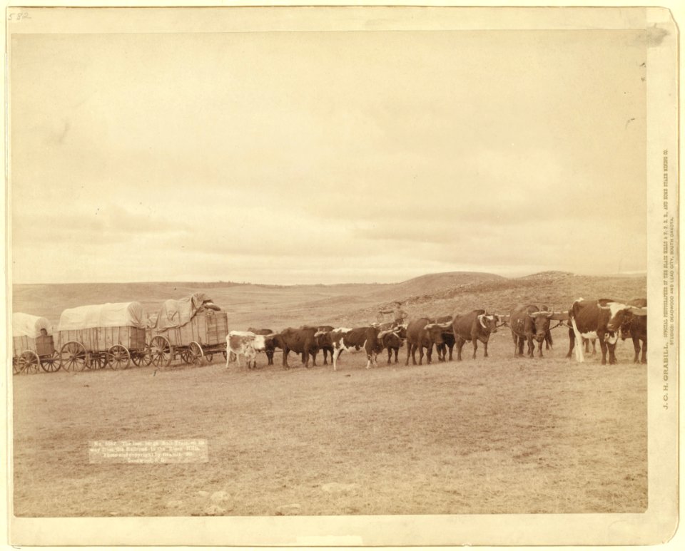 The last large bull train on its way from the railroad to the Black Hills LCCN99613788