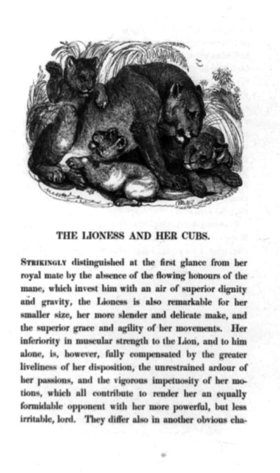 The Lioness and her cubs LCCN93515371