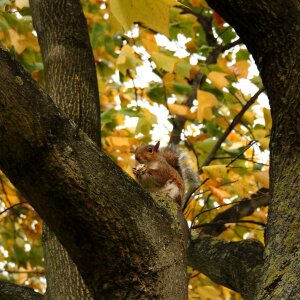 Expensive squirrel autumn