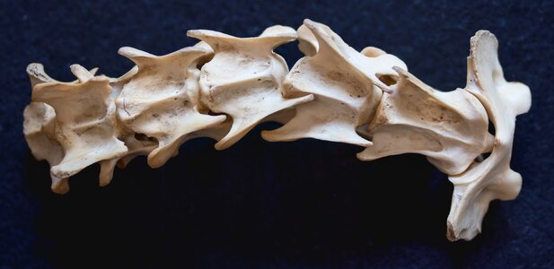 Bone mortal carnivores