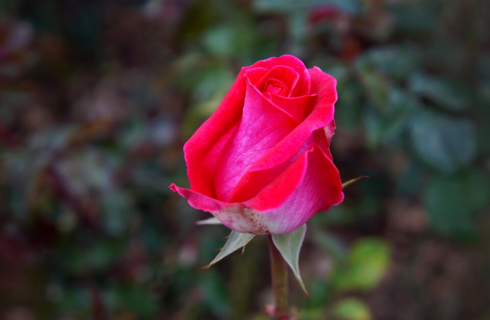 Beauty love natural