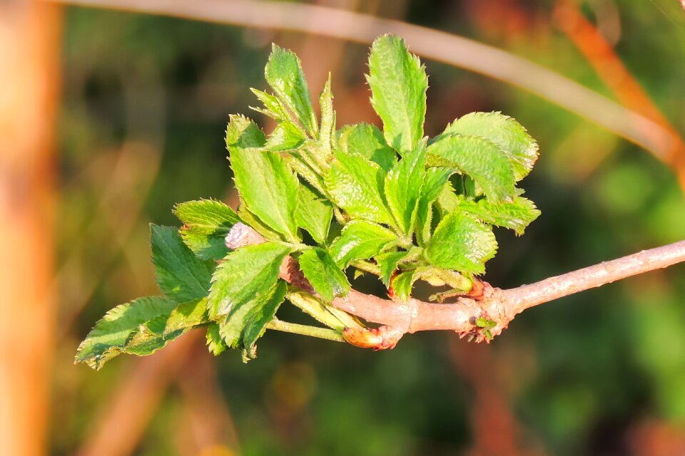Plant nature growth