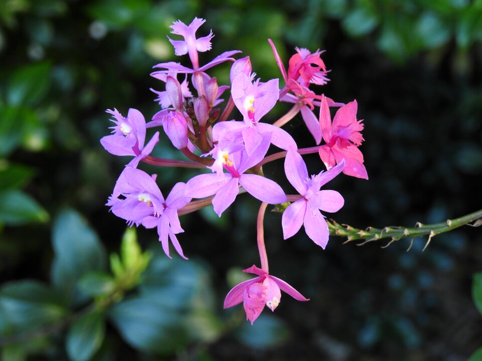 Australian wild orchid