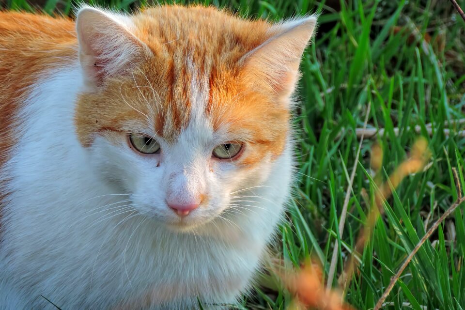 Cute cat mammal
