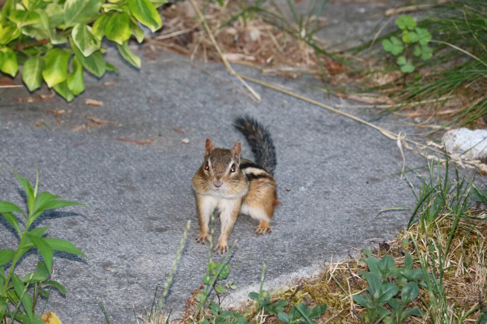 Chipmunk animal cute