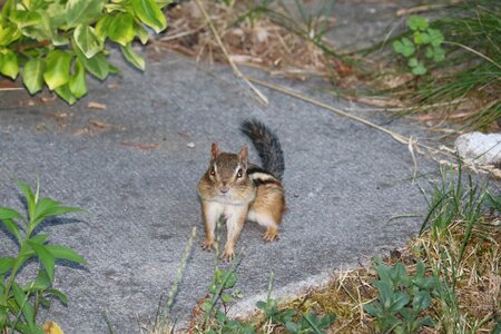 Chipmunk animal cute