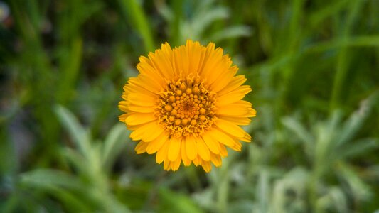 Flower summer field
