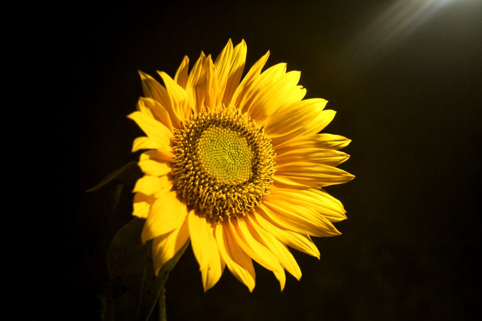 Yellow outside black
