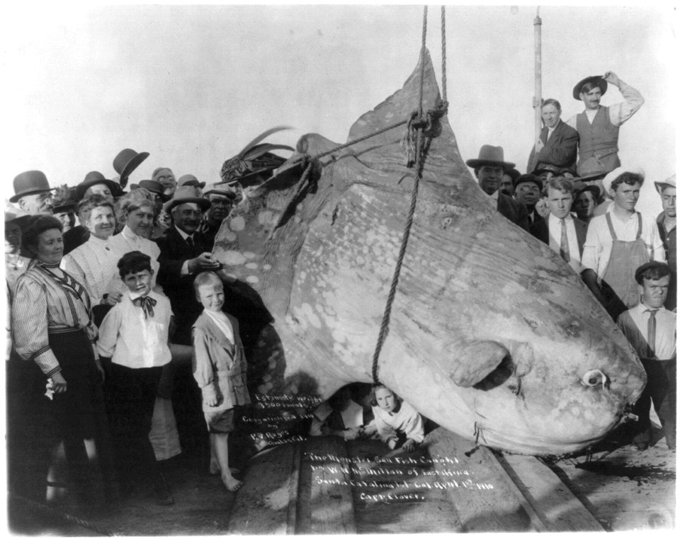 The monster sun fish caught by W.N. McMillan of E. Africa, at Santa Catalina Isl., Cal. April 1st, 1910. estimated wt. 3500 lbs. LCCN2006682592