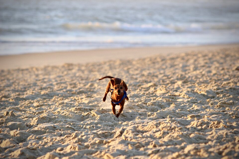 Costa waters dog photo