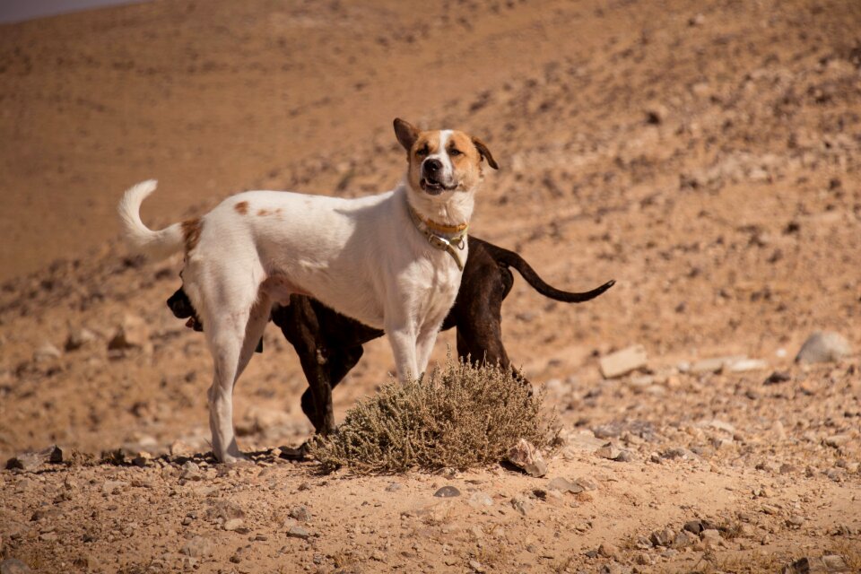 Animal white cute photo