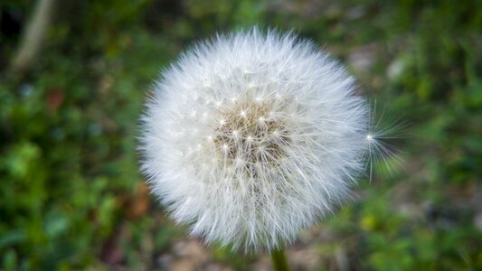 Plant fluffy summer photo