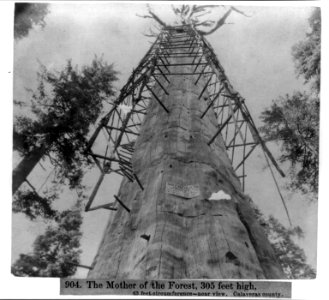 The Mother of the Forest, 305 ft high giant tree; 63 ft circumference-near view - Calaveras County LCCN2002721315