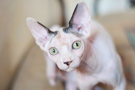 Cat sphinx portrait