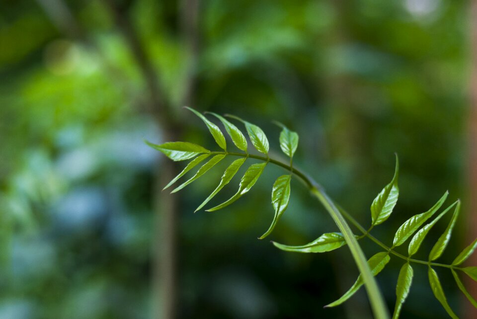 Nature summer approach