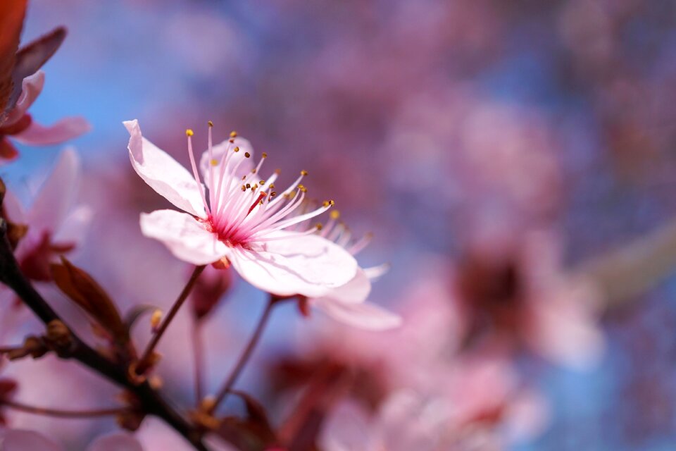 Cherry tree flower cherry wood