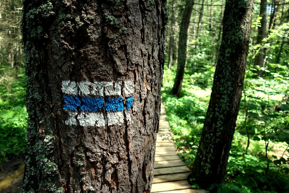 Footer hiking trail the path