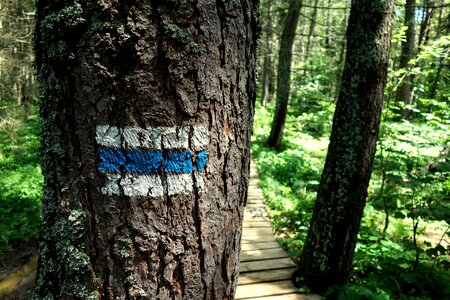 Footer hiking trail the path