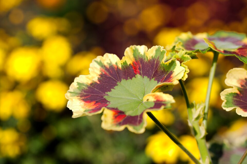 Garden leaf color