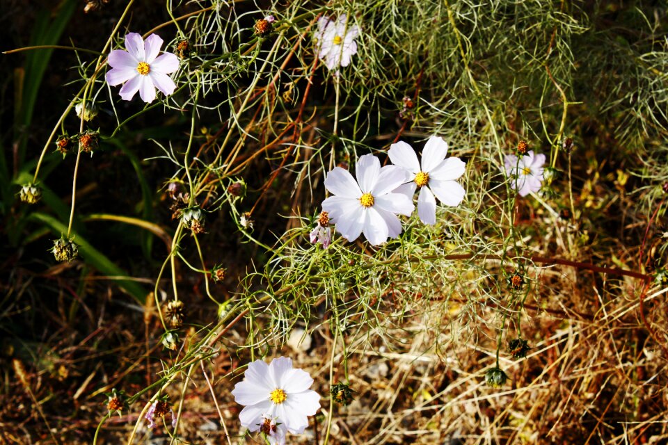 Spring nature white flowers