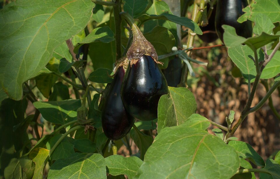 Eggplant vegetable vegetable garden
