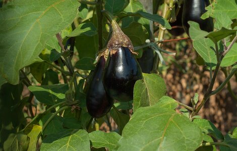 Eggplant vegetable vegetable garden
