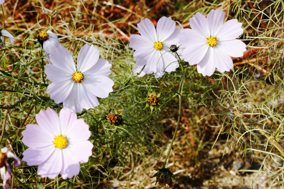 Spring nature white flowers