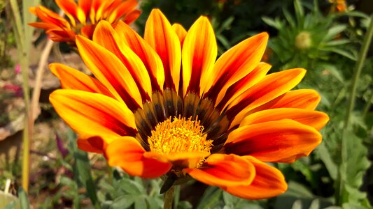 Summer garden bright