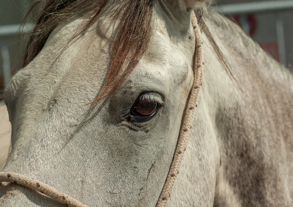 Camargue equine gardian
