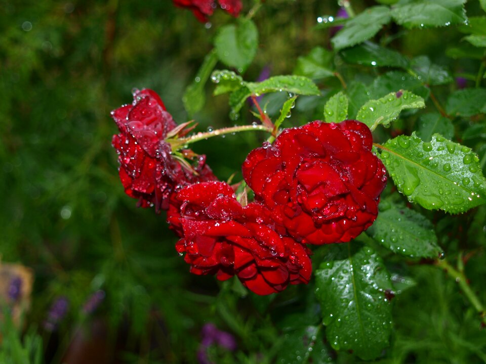 Red raindrop summer