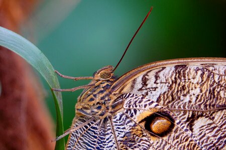 Butterfly the eyes of insects close up photo